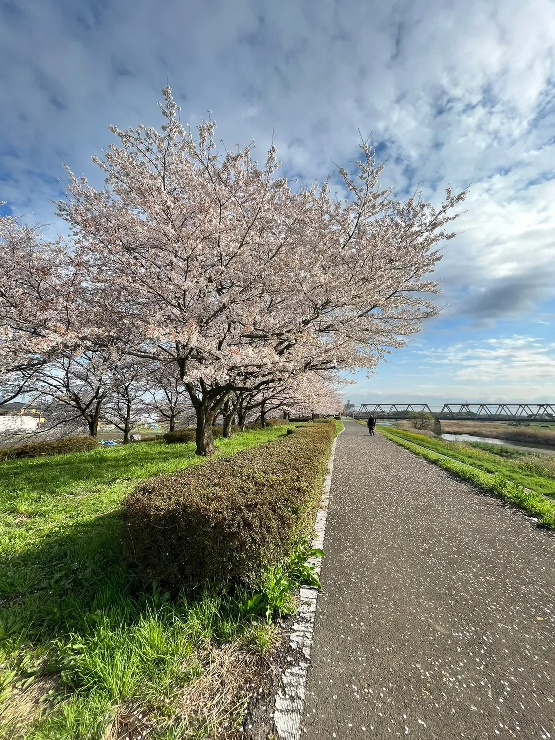 近くの土手の桜が咲きました！／有限会社東亜冷熱 川越市 求人