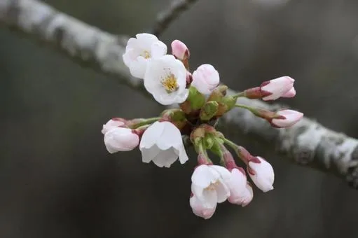 年度末に寄せて ― 感謝と新年度への想い/東亜冷熱株式会社 川越市 求人
